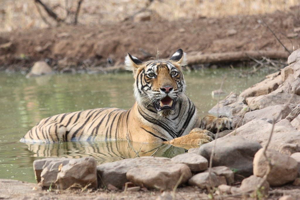 A tiger cooling in a waterhole at Ranthambore